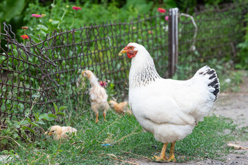 Wall Mural - hen with chickens on the farm