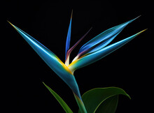 Strelitzia - Bird Of Paradise Flower Isolated On Black Background. High Quality Photo