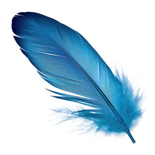 Blue Feather Isolated On Transparent Background Cutout