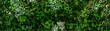© kanpisut - Herb wall, plant wall, natural green wallpaper and background. nature wall. Nature background of green forest 32:9