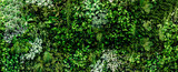 Fototapeta Zachód słońca - Herb wall, plant wall, natural green wallpaper and background. nature wall. Nature background of green forest