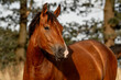 Beautiful brown new forest gelding young horse
