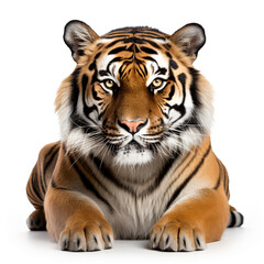 An adult tiger isolated on white background. Fierce eyes are watching the future.