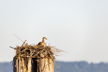 Duck in an abandoned nest