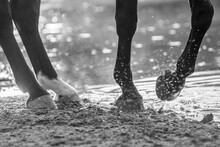 Pirouette Horse Feet Near A Lake Pool In Paddock Paradise  Moving In Freedom Horse Legs 