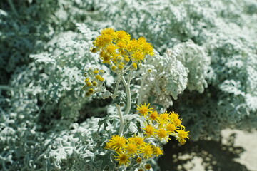 Wall Mural - Jacobaea maritima, formerly known as Senecio cineraria, is a silvery-gray foliage plant commonly referred to as Dusty Miller or Silver Ragwort.|银叶菊