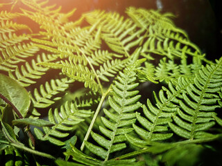 leaf