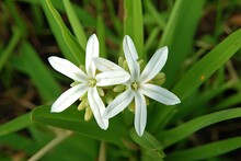 Three Buds Encircle Three White Blossoms. Three Bethlehem Stars Are Growing In A Field Of Green Grass. The Ornithogalum Flower Has A Few Buds And Six Pointed Petals. Discarded Stars In White Spring
