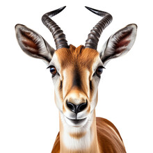 Springbok Antelope Head Isolated - Generative AI