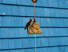A Male Downy Woodpecker Perched On A Bell Shaped Suet Brick Filled With Bird Seed. The Bird Is Posing While Holding Onto Food Suet And Pecking At The Seeds Stuck Onto The Feeder.