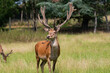 Deer, Le Houga, France
