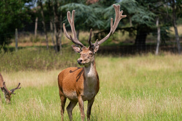 deer, le houga, france