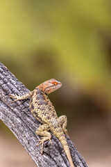Wall Mural - A female desert spiny lizard, Sceloporus magister, displaying breeding colors of orange and yellow while basking on a fallen dead log in the Sonoran Desert. Pima County, Tucson, Arizona, USA.