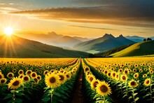 Sunflower Field With Sunset And Dark Cloudy Sky