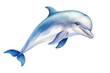 Cute dolphin illustration isolated on transparent png background. Generative AI.