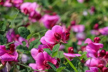Flowers Of Sweet Pea In Summer.The Sweet Pea, Lathyrus Odoratus, Is A Flowering Plant In The Genus Lathyrus In The Family Fabaceae (legumes).