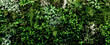 © kanpisut - Herb wall, plant wall, natural green wallpaper and background. nature wall. Nature background of green forest
