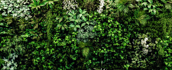 Herb wall, plant wall, natural green wallpaper and background. nature wall. Nature background of green forest