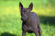 The portrait of a young Xoloitzcuintle (Mexican hairless dog) posing outdoors standing on a green grass in summer
