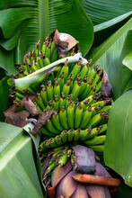 Bunch Of Unripe Bananas On Tree (genus Musa)