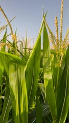 Poster - Morning close-up views of rows of healthy corn plants in an agricultural field. Focus on the tassel portion of the plant. Clear blue skies in the background. Captured at the beginning of July.