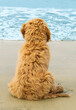 Puppy Beach Day