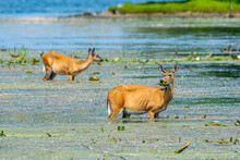 White-tailed Deer, Odocoileus Virginianus, Eat Lily Pad Leaves In A Wetland At Grand Haven, Michigan