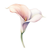 a single wedding calla lily in watercolor style isolated on a transparent background, generative ai