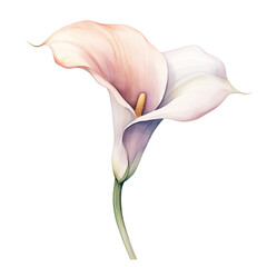 Sticker - a single wedding calla lily in watercolor style isolated on a transparent background, generative ai