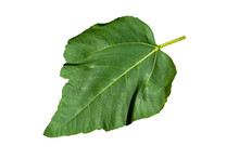 Fresh Green Fig Leaf Isolated On A White Background.top View.