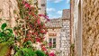 A pretty summer garden, with pink bougainvillea and green plants climbing the side of an old village stone house, on Hvar Island, Croatia