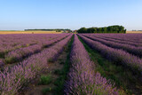 Fototapeta Lawenda - Lavender fields in the French Gatinais Regional Nature park