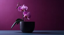 Cute Young Purple Orchid Against A Deep Toned Textured Background In Cinematic Lighting 