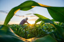 Blurred Image. Farmers Use Tablets To Analyze Data And Experiment With Growing Corn. AI Data Innovation Improves Cultivation Efficiency For Quality. Analysis Of Farmer Corn Farming Agriculture Concept