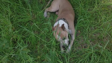 Wall Mural - Staffordshire terrier dog in nature in summer.