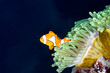 Clownfish Nemo Swims Out of Anemone