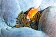 Clownfish Nemo Swims Out of Anemone