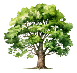Wall Mural - Oak. Deciduous tree. Watercolor hand drawn illustration.
