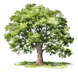 Wall Mural - Oak. Deciduous tree. Watercolor hand drawn illustration.