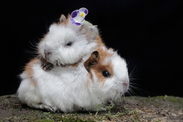 Two cute and adorable baby guinea pigs are eating flowers that have fallen to the ground. This rodent mammal has the scientific name Cavia porcellus.