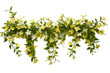A group of Jasminum Nudiflorum creeper plants isolated on a transparent background, Generative Ai