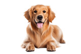 Fototapeta Zwierzęta - A joyful Golden Retriever dog on a transparent background, Generative Ai
