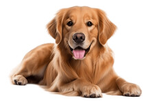A Joyful Golden Retriever Dog On A Transparent Background, Generative Ai