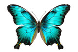 Fototapeta Motyle - A stunning and vibrant butterfly with rare colors resting on a wildflower, Generative Ai