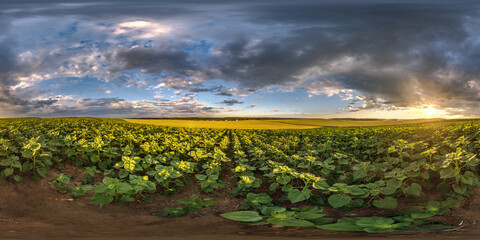 Wall Mural - spherical 360 hdri panorama among farming field of young green sunflower with clouds on evening sky 
