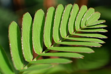 selective focus on Mimosa pudica leaves in Indonesian it is called the putri malu leaf. soft focus