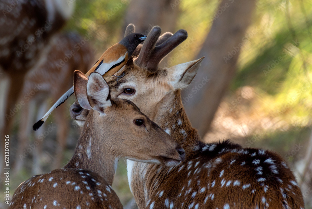 The chital or cheetal, also known as the spotted deer, chital deer and ...