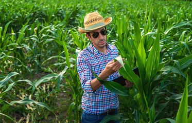 Poster - Man farmer checks corn field. Selective focus.