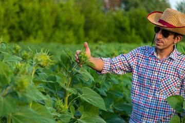 Wall Mural - Field sunflowers farmer in the field. Selective focus.