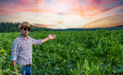 Wall Mural - Field sunflowers farmer in the field. Selective focus.